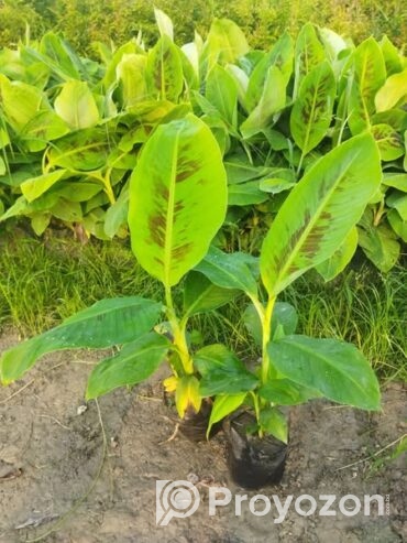 কলার চারা বিক্রি করা হবে.