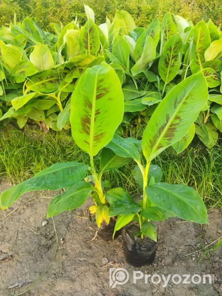কলার চারা বিক্রি করা হবে.