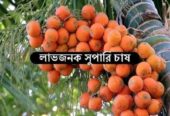 খাটো জাতের উচ্চফলনশীল সুপারির_চারা.