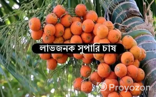 খাটো জাতের উচ্চফলনশীল সুপারির_চারা.