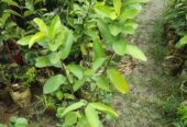১২ মাসি সীডলেস থাই পেয়ারা চারা . বিক্রি করা হবে