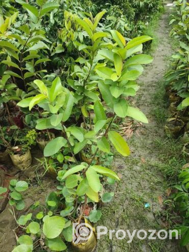 ১২ মাসি সীডলেস থাই পেয়ারা চারা . বিক্রি করা হবে
