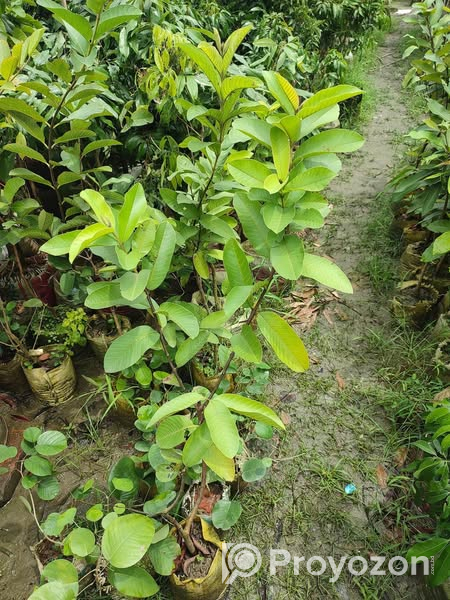 ১২ মাসি সীডলেস থাই পেয়ারা চারা . বিক্রি করা হবে