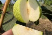 ১২ মাসি সীডলেস থাই পেয়ারা চারা . বিক্রি করা হবে