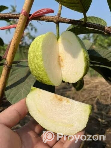 ১২ মাসি সীডলেস থাই পেয়ারা চারা . বিক্রি করা হবে