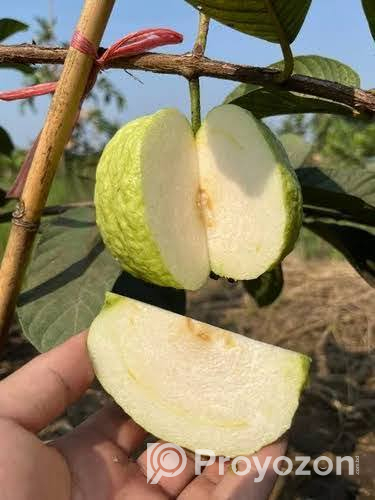 ১২ মাসি সীডলেস থাই পেয়ারা চারা . বিক্রি করা হবে
