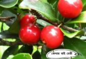 ফুল-ফলসহ-চেরী ফল”কলম চারা বিক্রি করা হবে