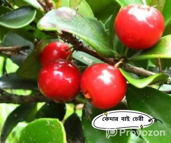 ফুল-ফলসহ-চেরী ফল”কলম চারা বিক্রি করা হবে