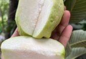 ১২ মাসি সীডলেস থাই পেয়ারা চারা . বিক্রি করা হবে