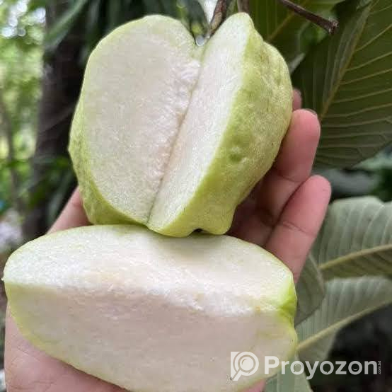 ১২ মাসি সীডলেস থাই পেয়ারা চারা . বিক্রি করা হবে