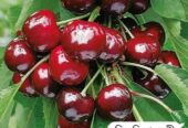 ফুল-ফলসহ-চেরী ফল”কলম চারা বিক্রি করা হবে