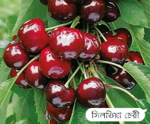 ফুল-ফলসহ-চেরী ফল”কলম চারা বিক্রি করা হবে