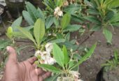 রুদ্রাক্ষ ফুলসহ গাছ . বিক্রি করা হবে