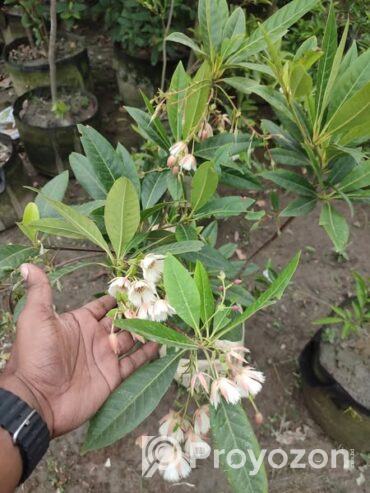 রুদ্রাক্ষ ফুলসহ গাছ . বিক্রি করা হবে