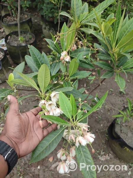 রুদ্রাক্ষ ফুলসহ গাছ . বিক্রি করা হবে