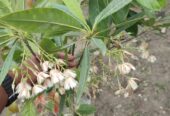 রুদ্রাক্ষ ফুলসহ গাছ . বিক্রি করা হবে