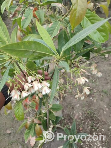 রুদ্রাক্ষ ফুলসহ গাছ . বিক্রি করা হবে