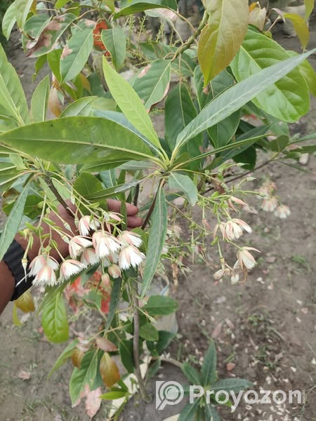 রুদ্রাক্ষ ফুলসহ গাছ . বিক্রি করা হবে