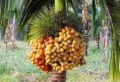 খাটো জাতের উচ্চফলনশীল সুপারির_চারা.