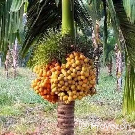 খাটো জাতের উচ্চফলনশীল সুপারির_চারা.