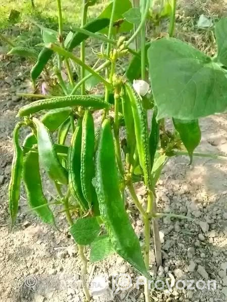 কেরালা সিম ১২ মাসি .বিক্রি করা হবে