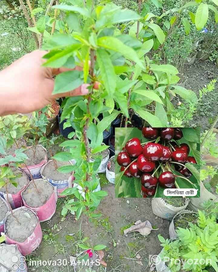 ফুল-ফলসহ-চেরী ফল”কলম চারা বিক্রি করা হবে