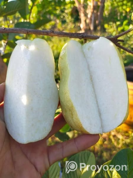 ১২ মাসি সীডলেস থাই পেয়ারা চারা . বিক্রি করা হবে