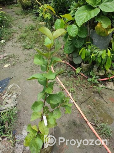 ১২ মাসি সীডলেস থাই পেয়ারা চারা . বিক্রি করা হবে