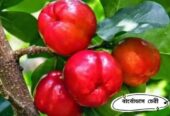 ফুল-ফলসহ-চেরী ফল”কলম চারা বিক্রি করা হবে