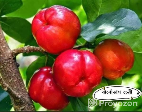 ফুল-ফলসহ-চেরী ফল”কলম চারা বিক্রি করা হবে