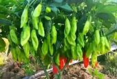 বোম্বাই মরিচের বীজ .বিক্রি করা হবে