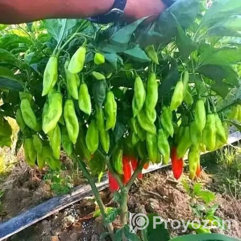 বোম্বাই মরিচের বীজ .বিক্রি করা হবে