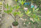 রুদ্রাক্ষ ফুলসহ গাছ . বিক্রি করা হবে