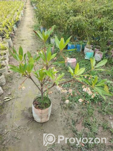 রুদ্রাক্ষ ফুলসহ গাছ . বিক্রি করা হবে
