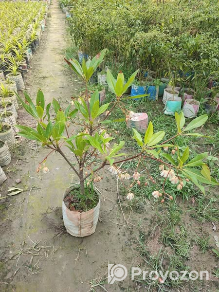 রুদ্রাক্ষ ফুলসহ গাছ . বিক্রি করা হবে