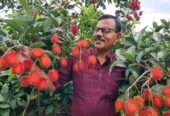 রামভুটান ফল প্রিমিয়াম কোয়ালিটি চারার বিক্রি করা হবে