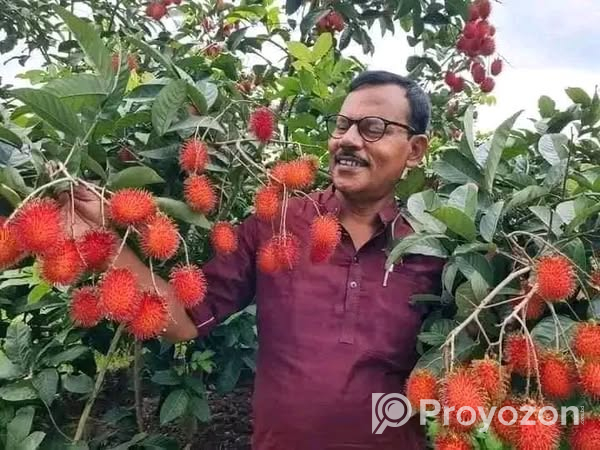 রামভুটান ফল প্রিমিয়াম কোয়ালিটি চারার বিক্রি করা হবে
