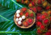 রামভুটান ফল প্রিমিয়াম কোয়ালিটি চারার বিক্রি করা হবে