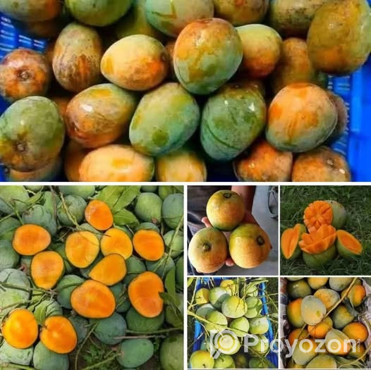 গোপাল ভোগ আম .বিক্রি করা হবে