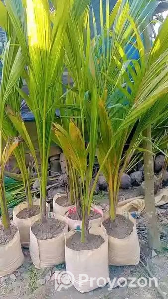 ভিয়েতনামি খাটো জাতের নারিকেল গাছ