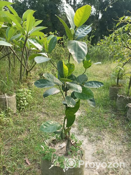 ১২ মাসি ভিয়েতনাম কাঁঠাল গাছের চারা বিক্রি করা হবে