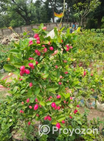 ফল সহ বিগ সাইজের করমচা গাছ