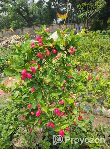 ফল সহ বিগ সাইজের করমচা গাছ