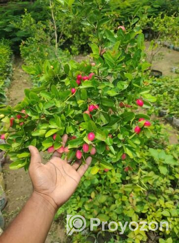 ফল সহ বিগ সাইজের করমচা গাছ