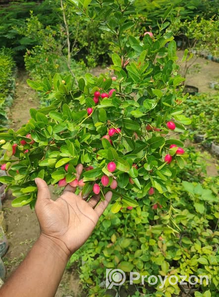 ফল সহ বিগ সাইজের করমচা গাছ