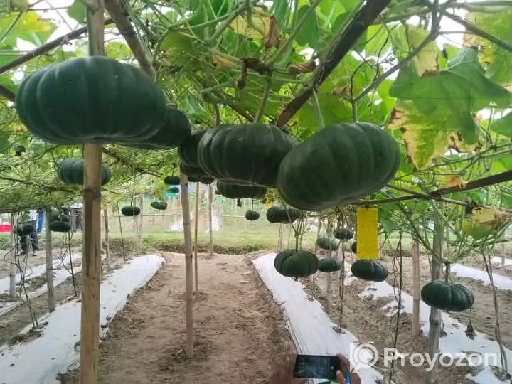 হাইব্রিড শিলা মিষ্টি কুমড়ার বীজ বিক্রি করা হবে