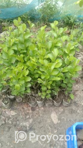 কুলের কলমী চারা বিক্রি করা হবে