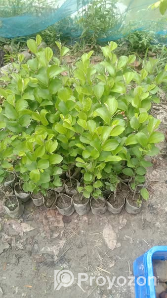 কুলের কলমী চারা বিক্রি করা হবে