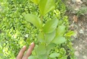 কুলের কলমী চারা বিক্রি করা হবে
