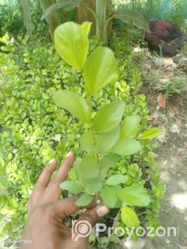 কুলের কলমী চারা বিক্রি করা হবে